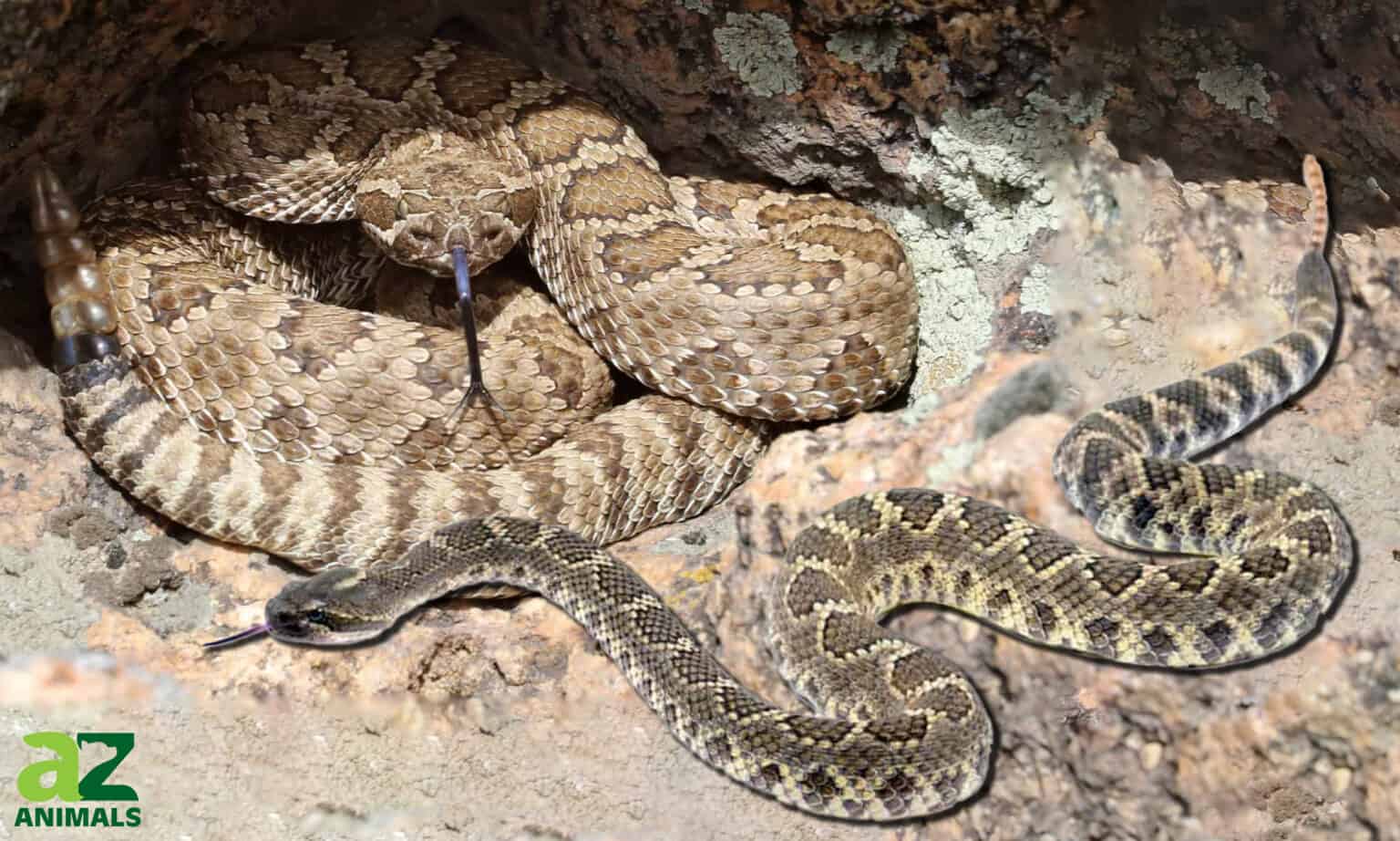 Discover The 2 Types Of Rattlesnakes In Oregon - A-Z Animals