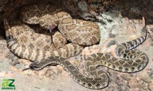 Discover The 2 Types Of Rattlesnakes In Oregon Picture