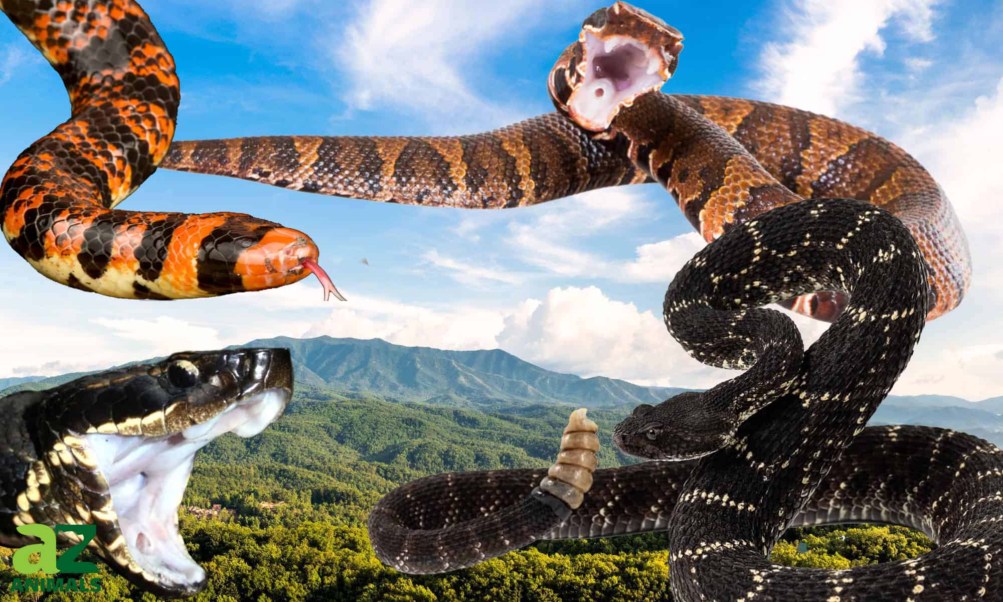 snakes species collage