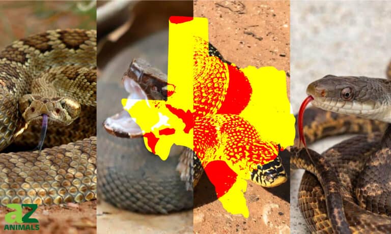 Discover the Largest and Most Dangerous Snakes in Texas - A-Z Animals