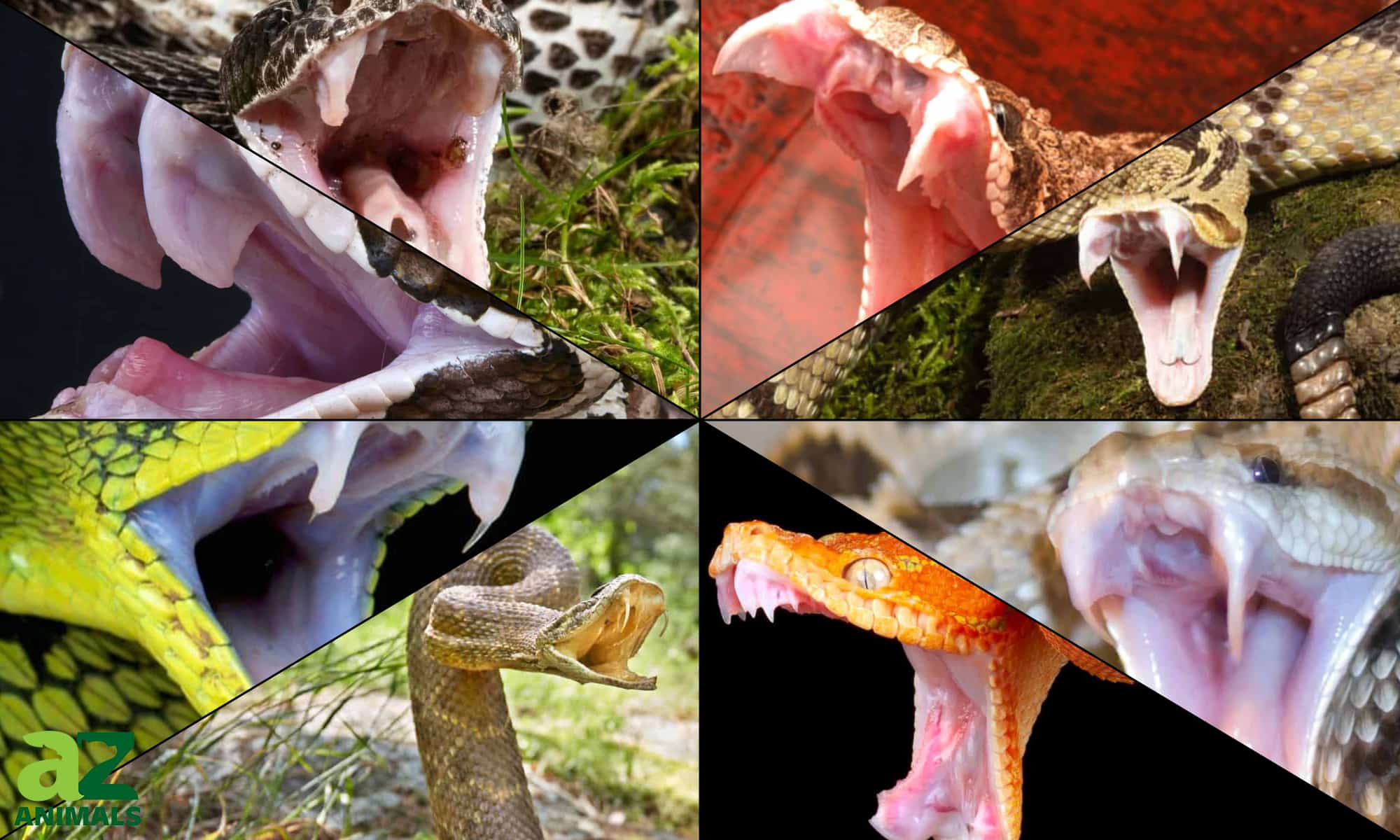 snakes with the biggest fangs in the world
