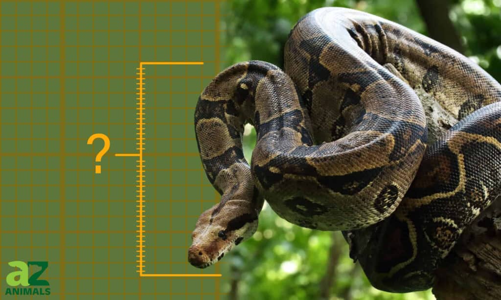 largest boa constrictor