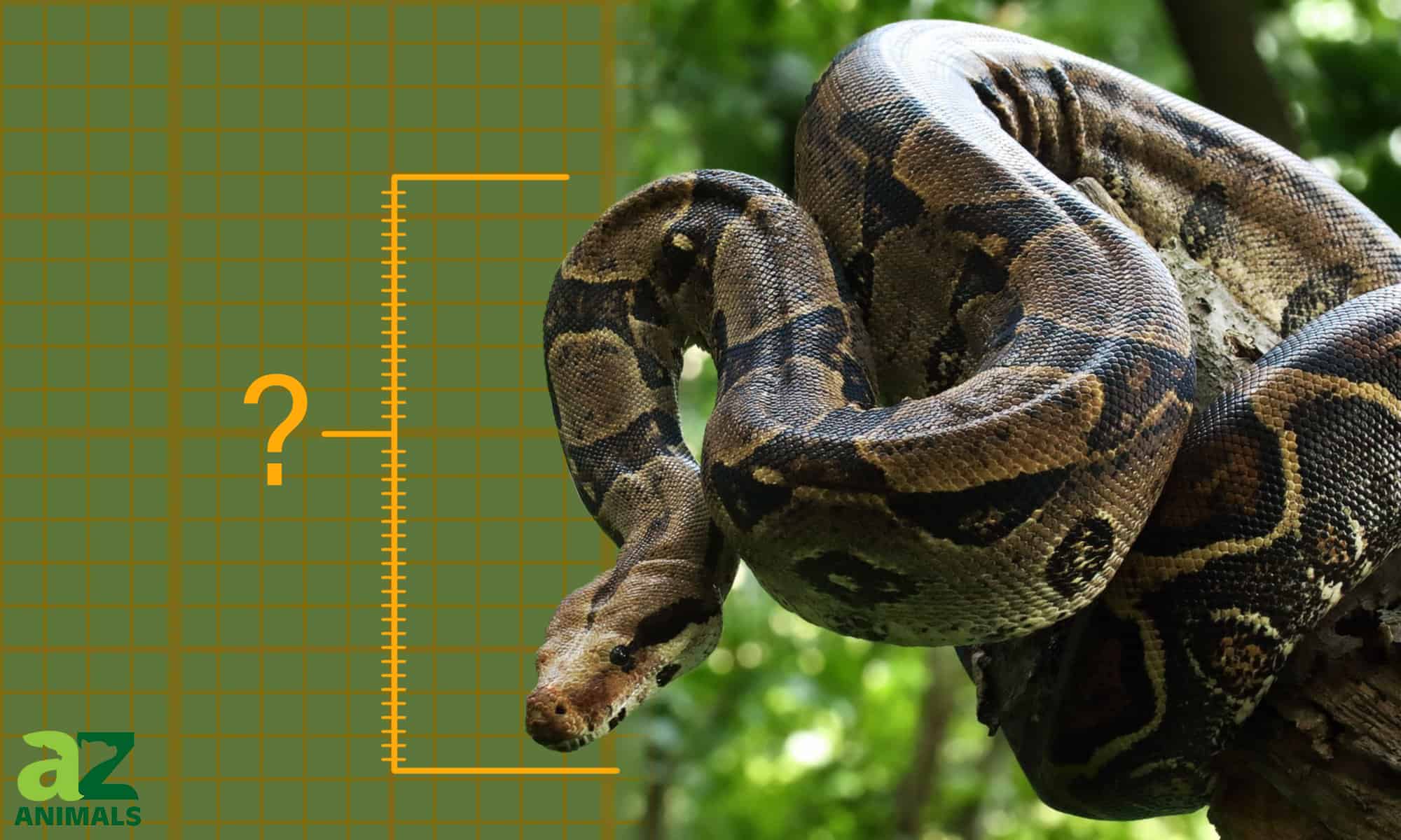 Discover the Largest Boa Constrictor Ever Caught - A-Z Animals