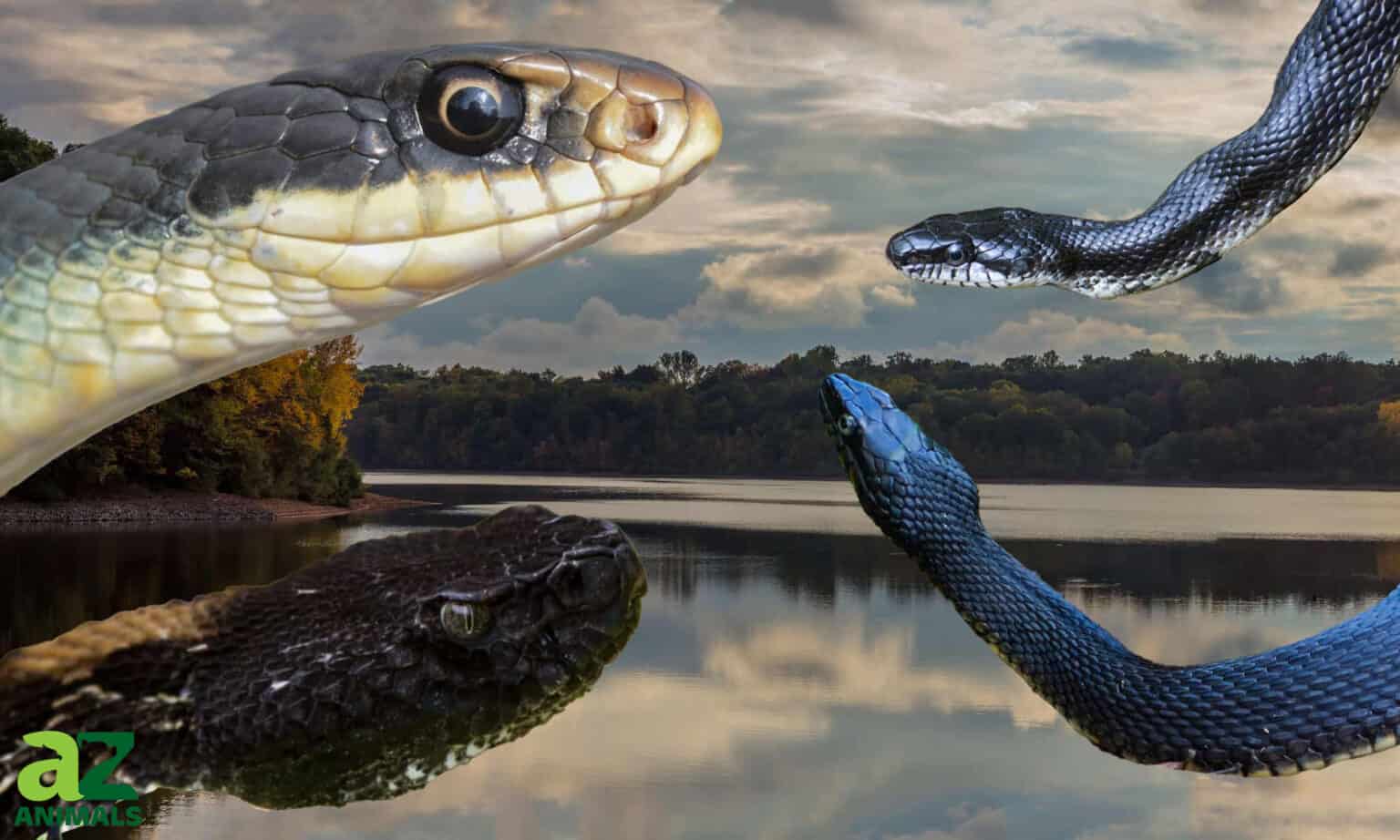 Black Snakes Found In New Jersey - A-Z Animals