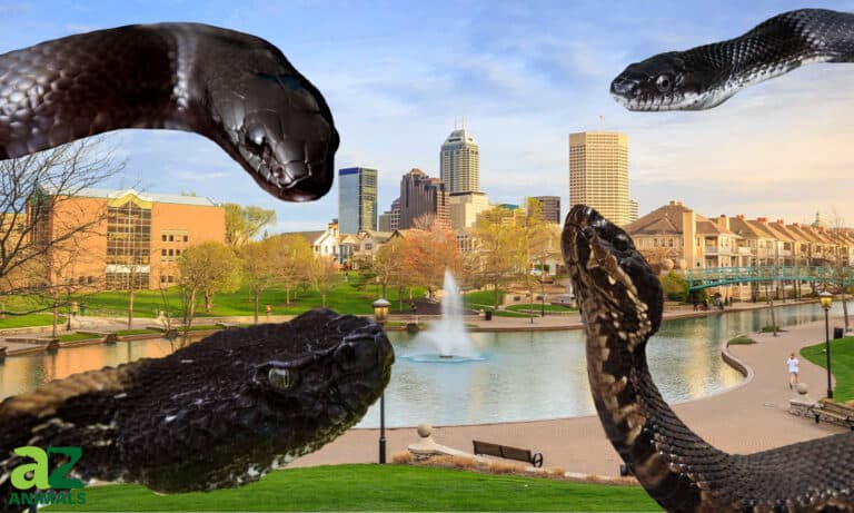 black snakes of Indiana