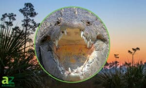 All About Alligator Alley: A Scenic Route Through The Florida Everglades Picture