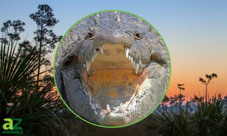 alligator alley