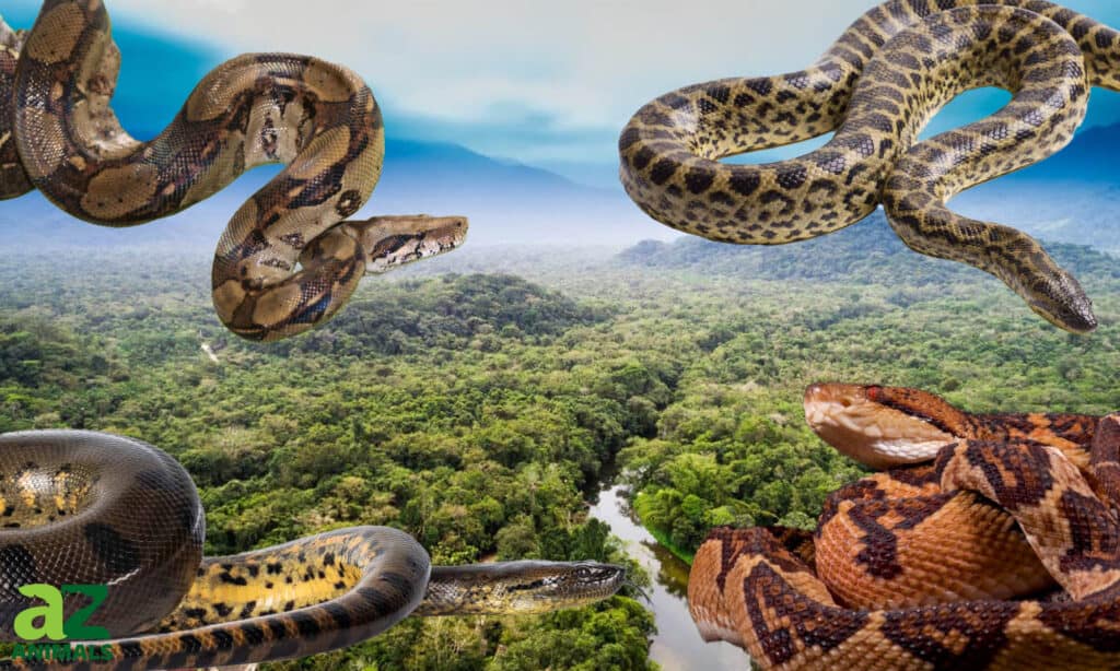 largest snakes in South America