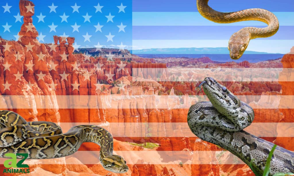 invasive snakes of the united states