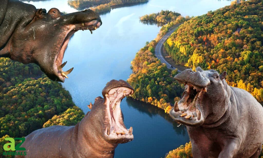 Congress Almost Filled the Mississippi River with Hippos