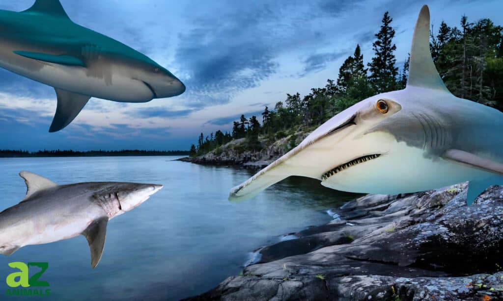 sharks in the Great Lakes
