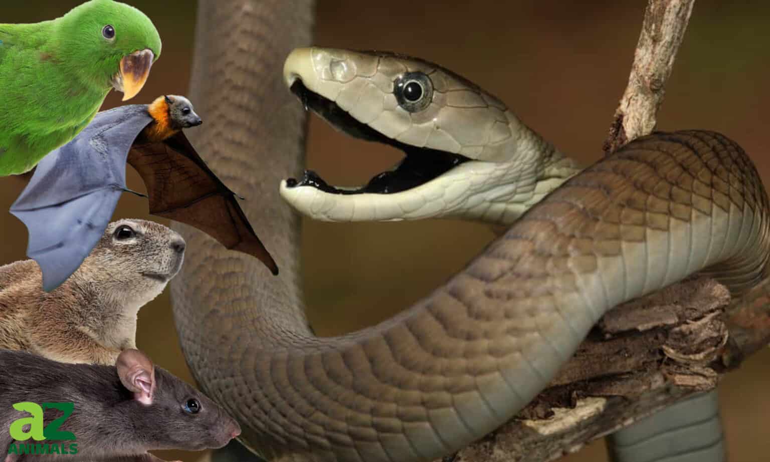 What do Black Mambas Eat? - A-Z Animals