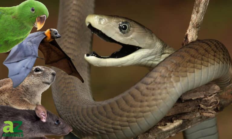 what do black mambas eat