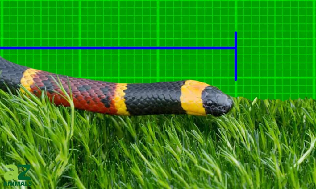 Largest Coral Snake