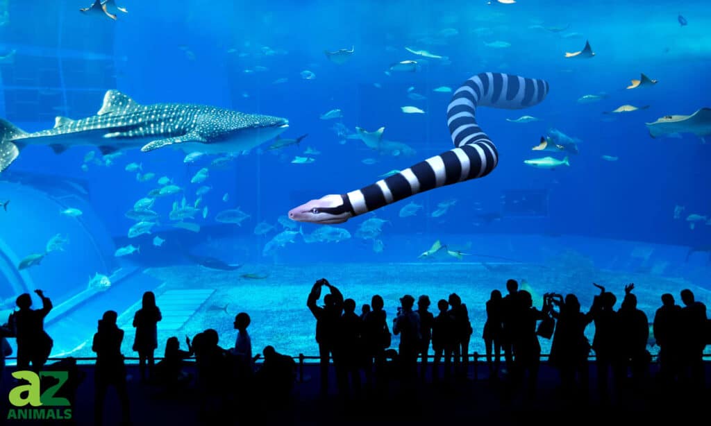 Largest sea snake ever discovered