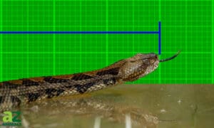 Discover the Largest Timber Rattlesnake Ever Recorded! Picture