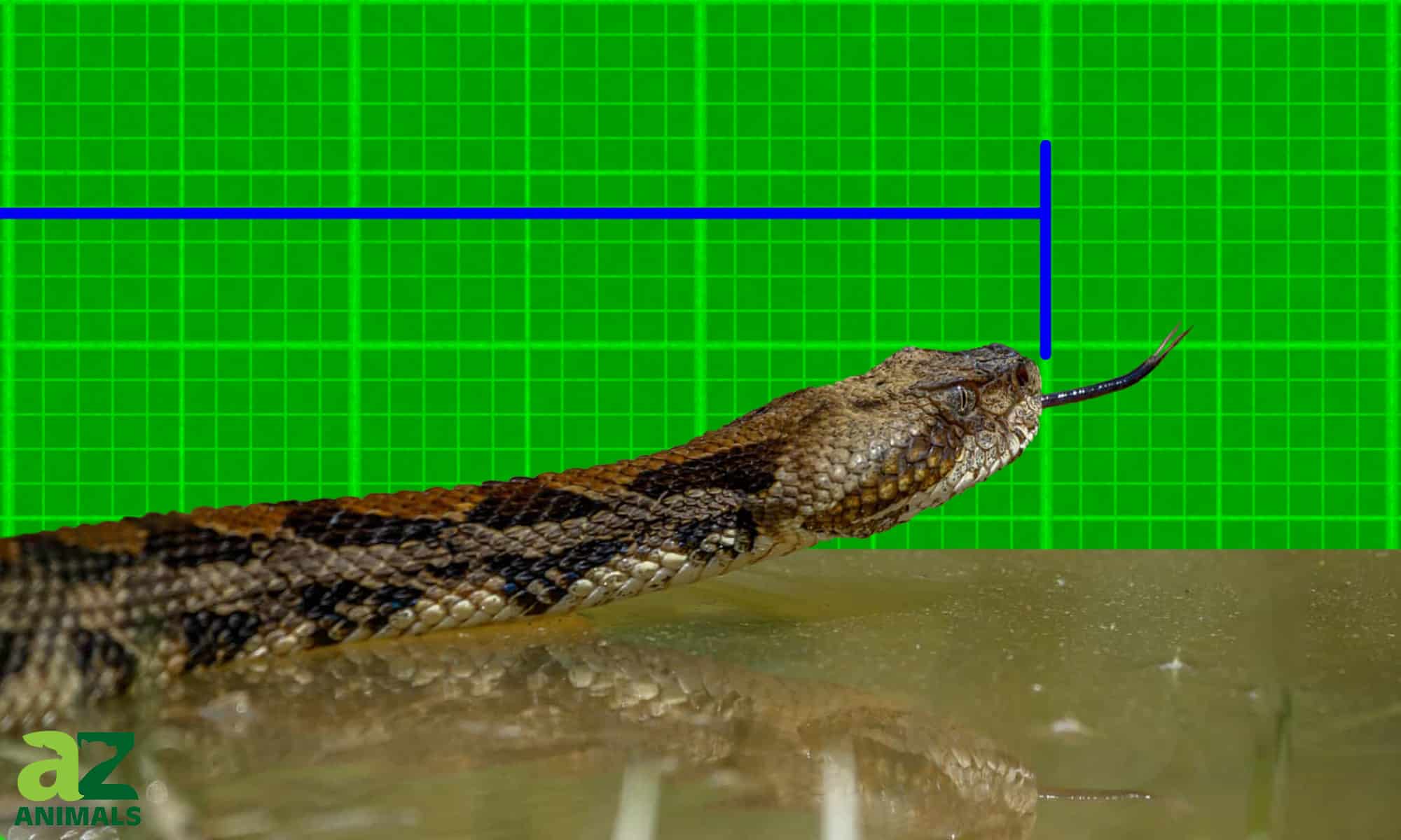 largest timber rattlesnake