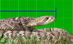 Discover the Largest Eastern Diamondback Rattlesnake Ever Recorded! Picture
