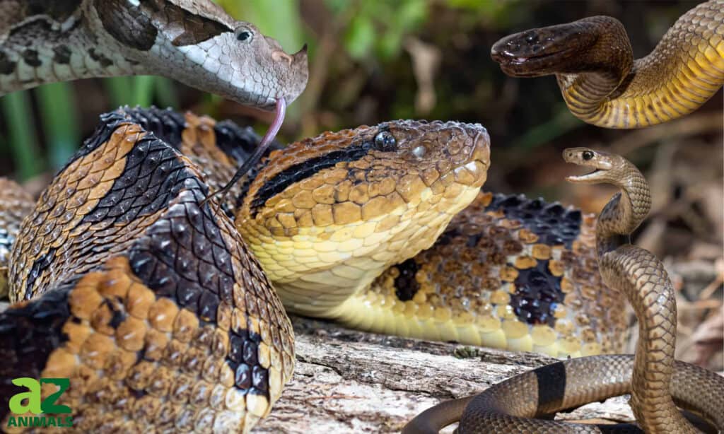 largest venomous snakes in the world