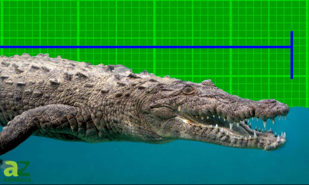 The Largest Saltwater Crocodile in the World - AZ Animals