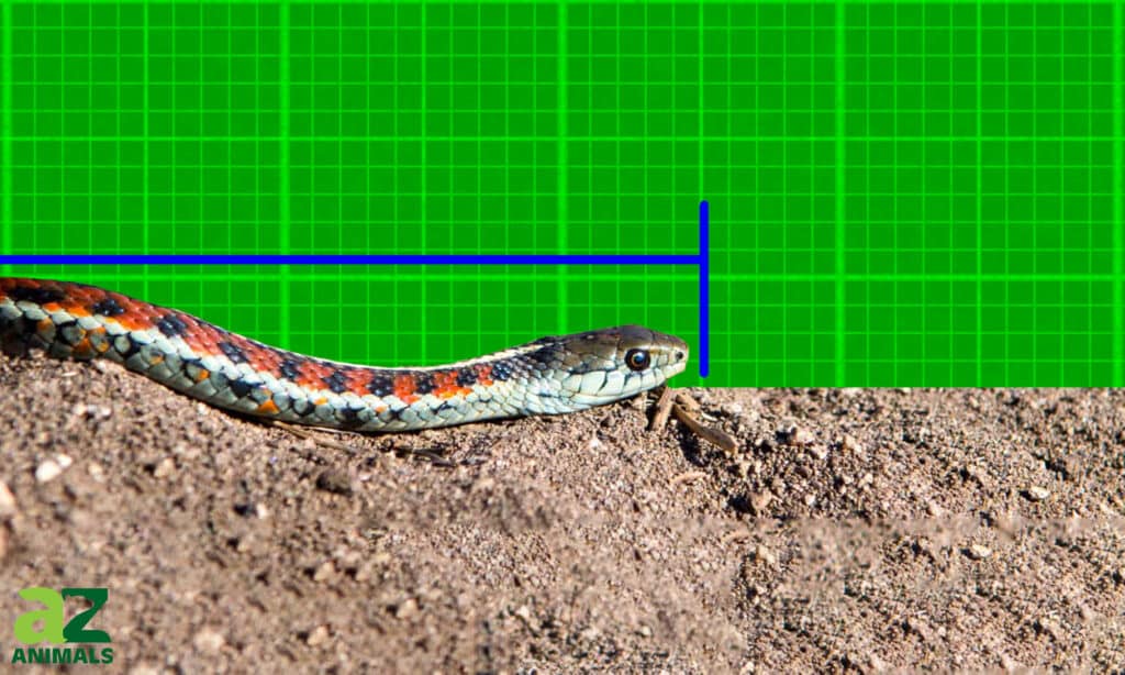 largest garter snake