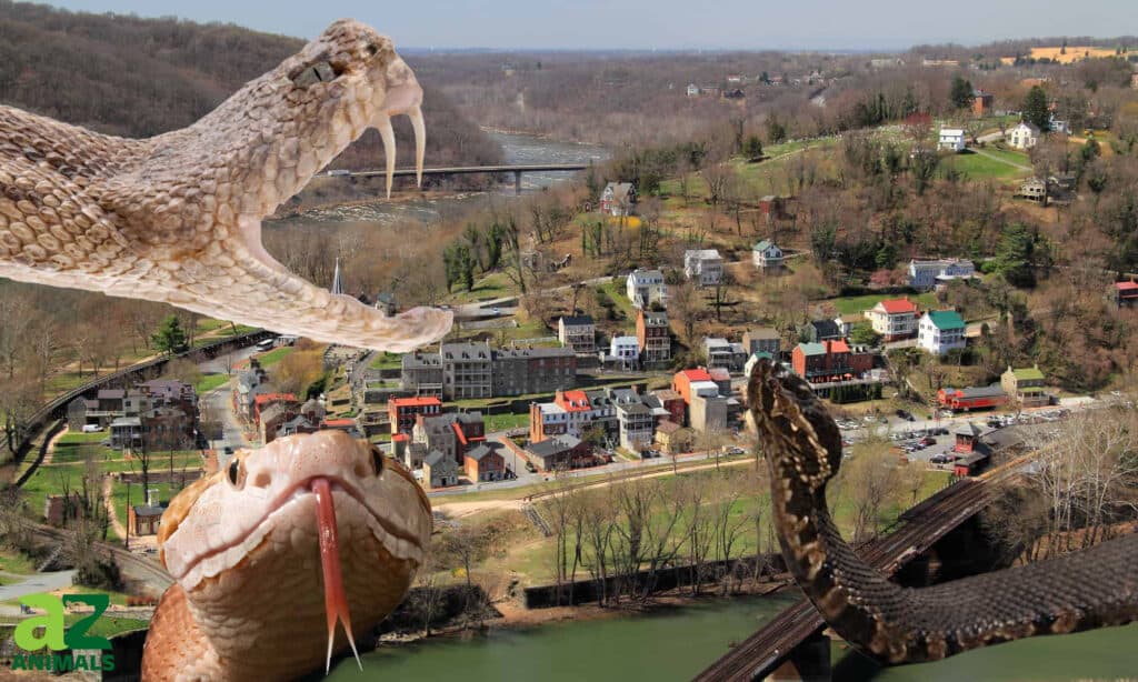 venomous snakes in Virginia