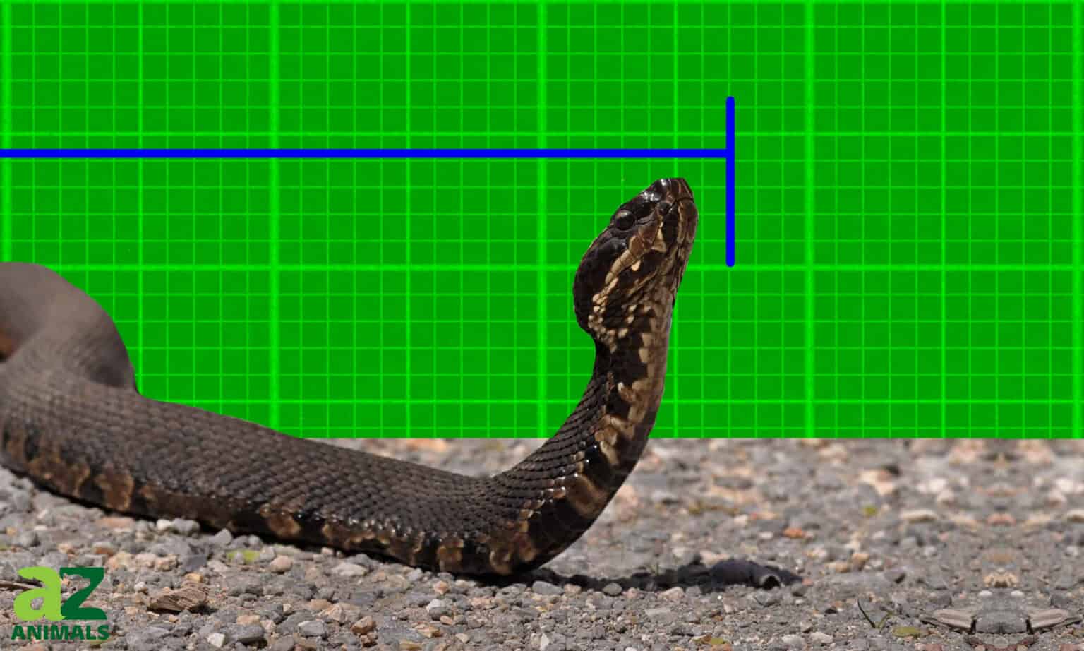 Discover the Largest Cottonmouth Snake Ever Recorded AZ Animals
