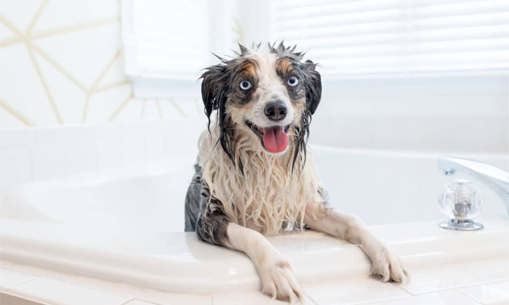 A blue-eyed miniature Australian shepherd in a white bathtub