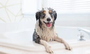 Skunk Encounter? Learn How to Remove the Skunk Smell from Your Dog photo