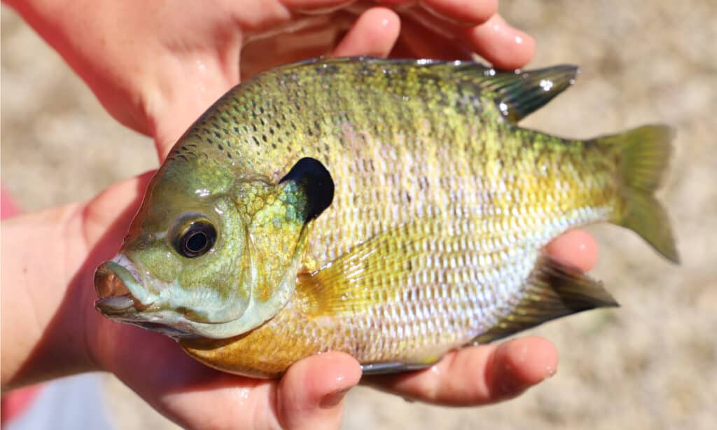 An angler proudly holds up a freshly-caught bluegill fish, showing off its impressive size and beautiful colors. 