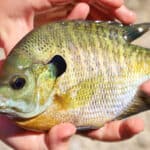 Bluegill