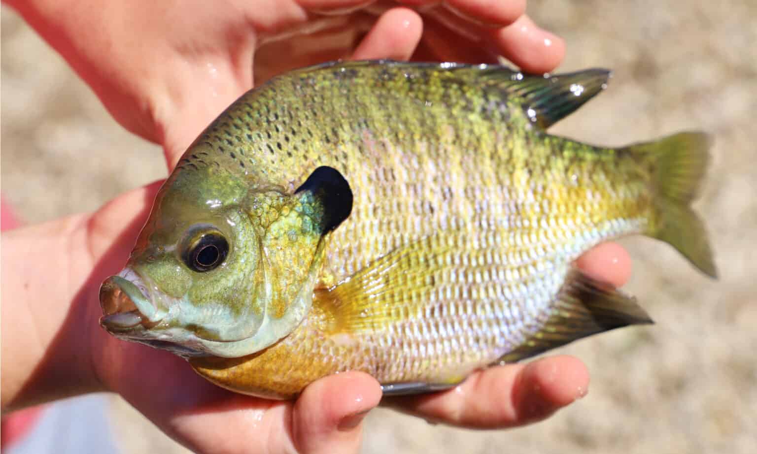Bluegill Size Comparison: Just How Big Do They Get? - A-Z Animals
