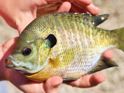 A Bluegill