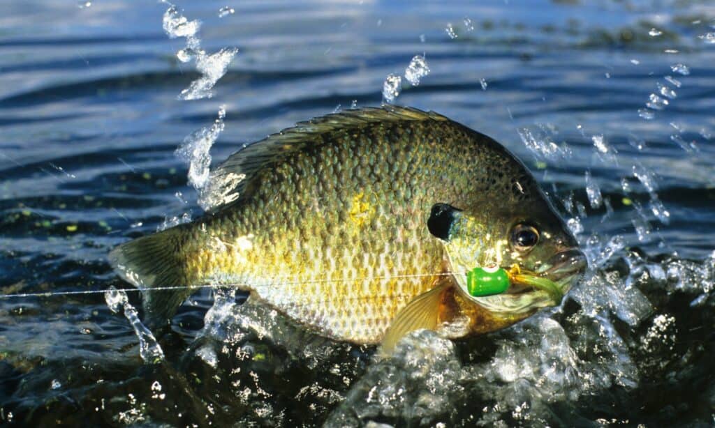  A bluegill fish swimming in a lake.