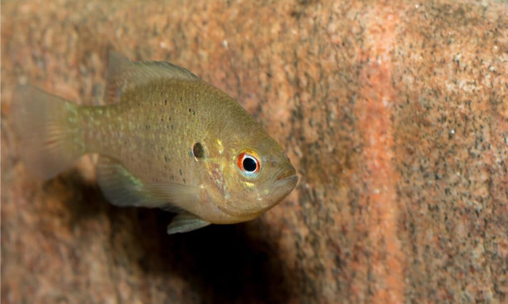A distinctive feature of bluegills is the black spot at the end of their dorsal fin.