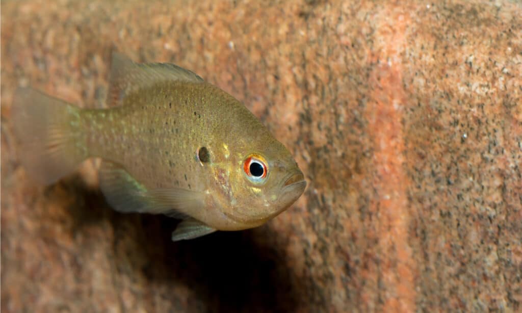 Bluegill is the official state fish of Illinois.