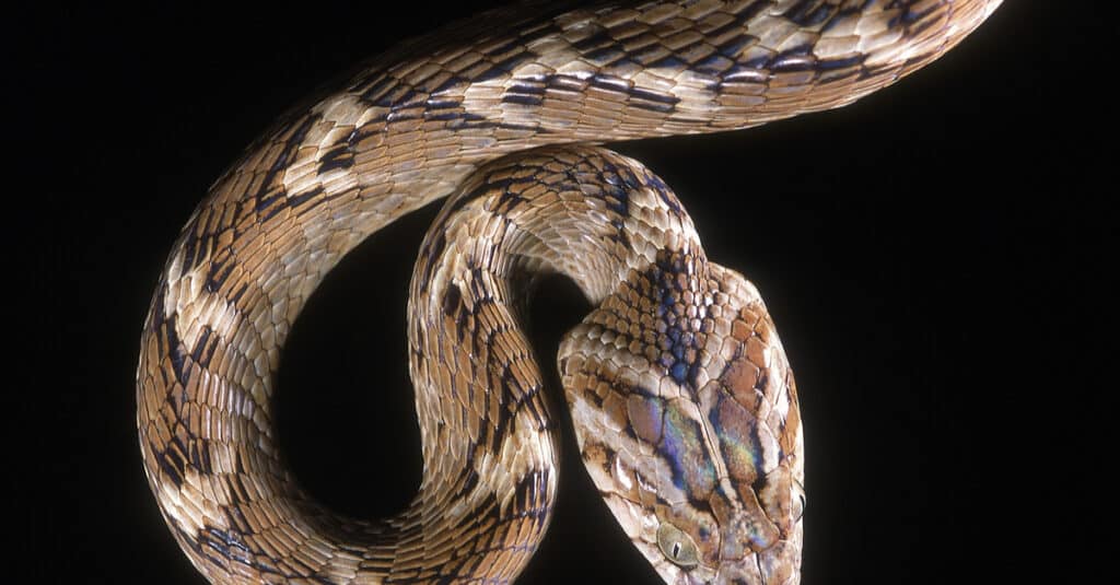 Closeup of a common Indian cat snake's head