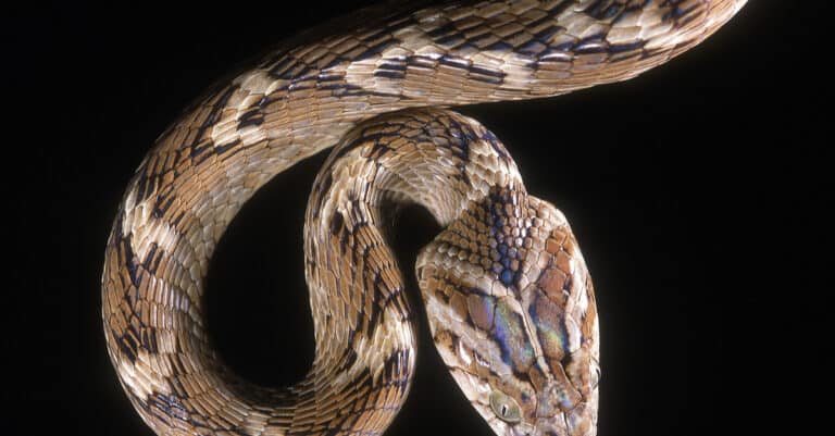 Closeup of a common Indian cat snake's head