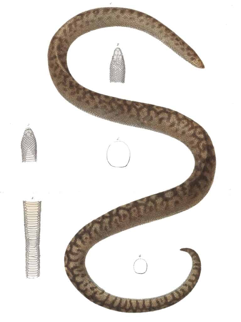 Round Island Burrowing Boa (Bolyeria multocarinata)