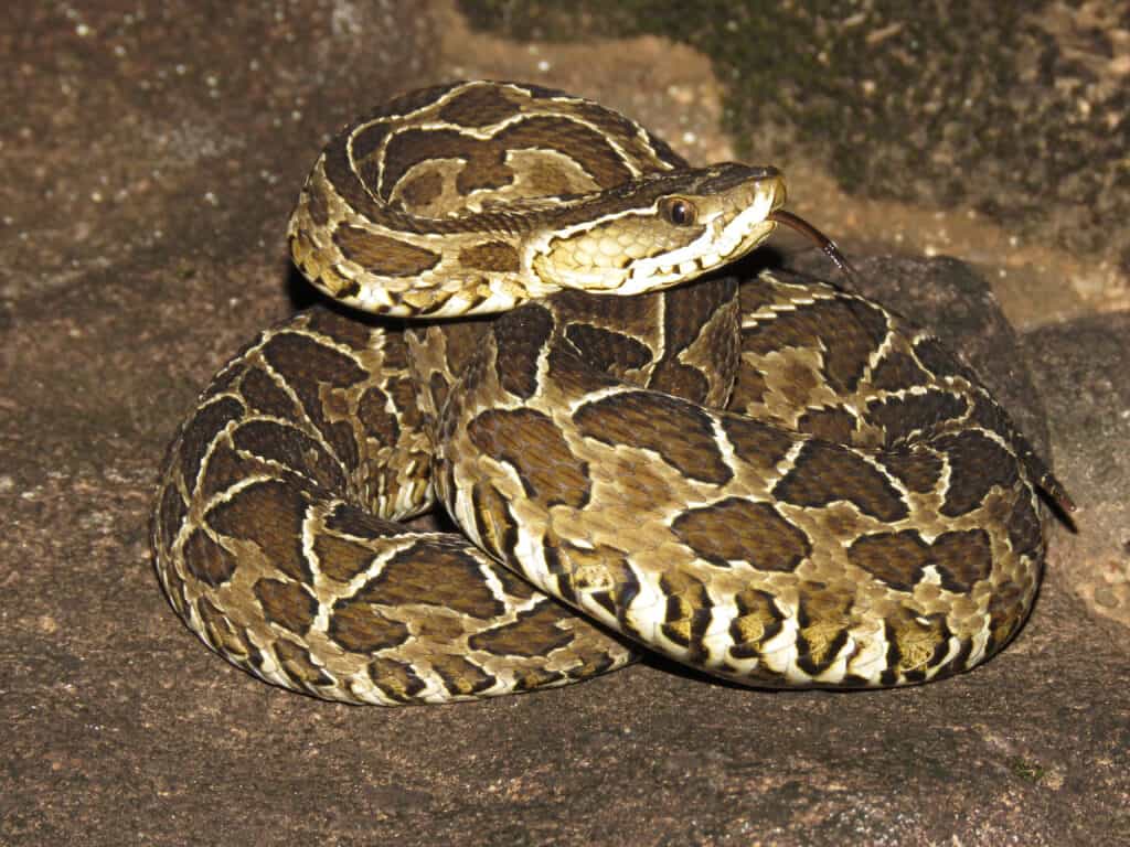 A coiled Urutu Snake