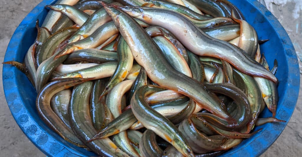 A big blue plastic bowl filled with Tire Track Eels