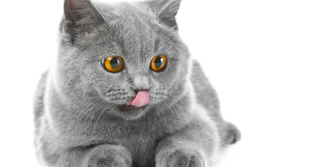 British blue kitten with pink tongue sticking out