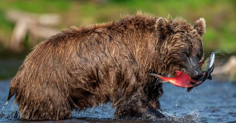A brown bear holds a sockeye salmon in its mouth