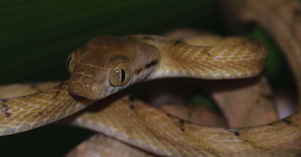 Brown tree snake displaying pattern