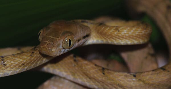 Brown Tree Snake - A-Z Animals