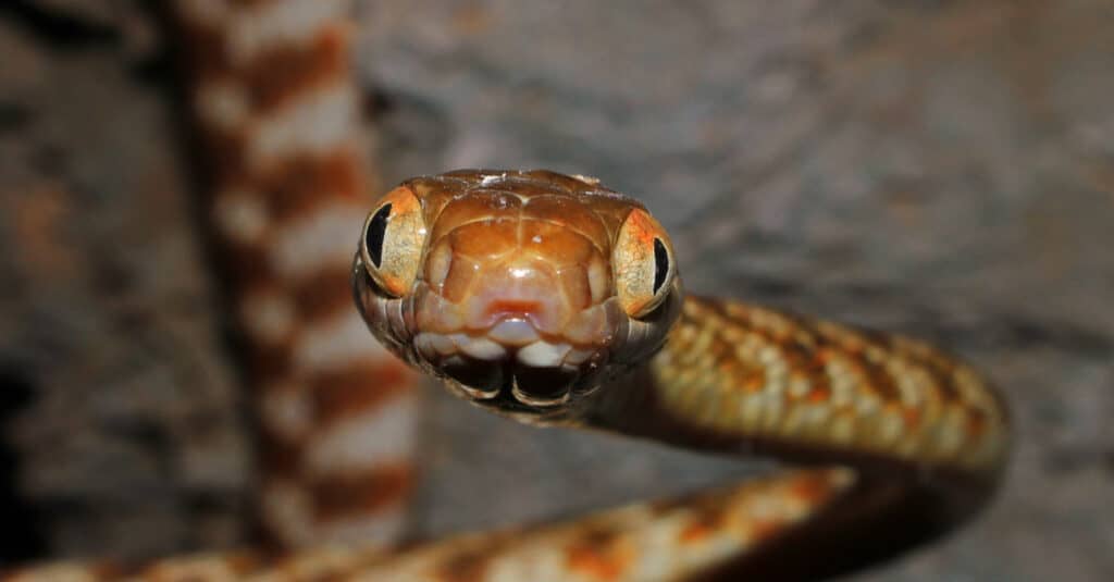 Brown tree snake head shot accentuates eyes