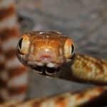 Common Tree Snake
