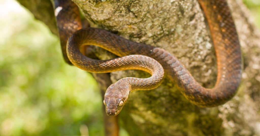 A brown tree snake on a tree trunk