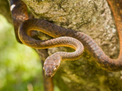 A Brown Tree Snake