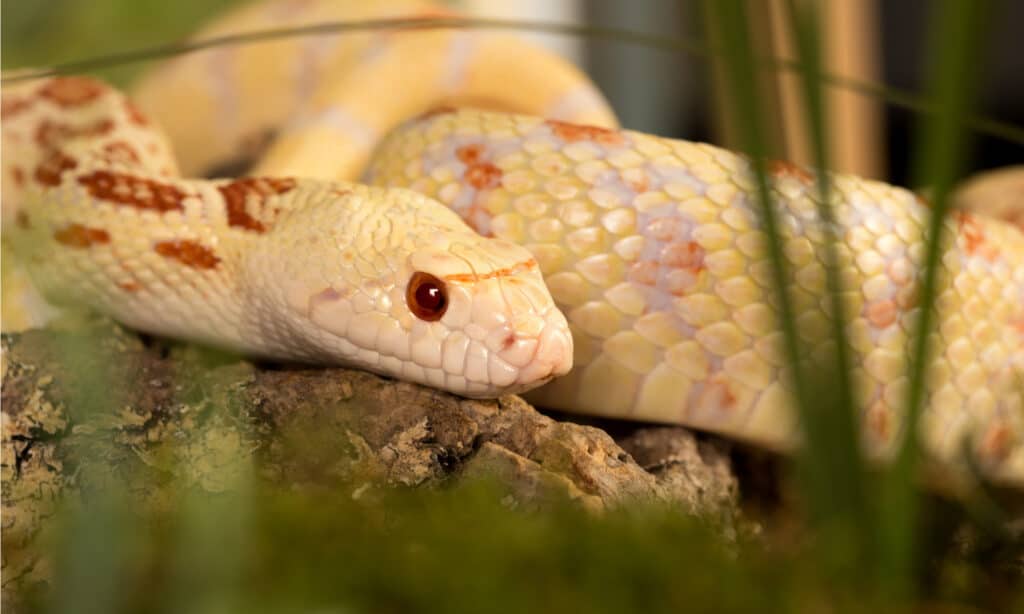 A beautiful specimen of an albino bull snake hiding in the grass. Albino snakes are lighter in color than common bull snakes.